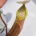 Nepenthes Veitchii bario x Miranda