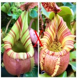 Nepenthes Veitchii Bario 
