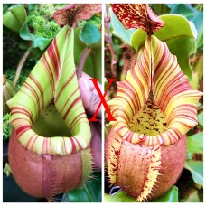 Nepenthes Veitchii Bario 