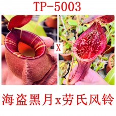 Nepenthes（viking x ampullaria  black miracle ） x（lowii x campanulata）