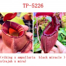 Nepenthes （viking x ampullaria  black miracle ）x  (rajah x mira)