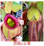Nepenthes （Viking x Ampullaria hot lips）x nebularum