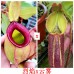 Nepenthes （Viking x Ampullaria hot lips）x nebularum