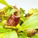Nepenthes（viking x ampullaria  black miracle ） x（lowii x campanulata）