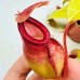Nepenthes （viking x ampullaria  black miracle ）x  (rajah x mira)