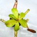Nepenthes （Viking x Ampullaria hot lips）x nebularum