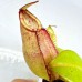 Nepenthes （Viking x Ampullaria hot lips）x nebularum