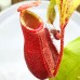 Nepenthes （viking x ampullaria  black miracle ）x  [(lowii x veitchii) x boschiana] 