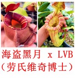 Nepenthes （viking x ampullaria  black miracle ）x  [(lowii x veitchii) x boschiana] 