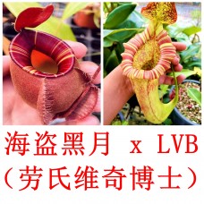 Nepenthes （viking x ampullaria  black miracle ）x  [(lowii x veitchii) x boschiana] 