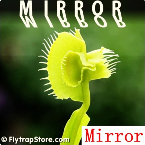 Dionaea muscipula Mirror Dionaea muscipula Mirror