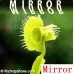 Dionaea muscipula Mirror Dionaea muscipula Mirror