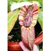 Nepenthes Northiana 