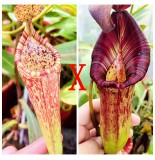 Nepenthes（Maxima x boschiana）x [(Rokko 'Exotica' x boschiana) x veitchii] x (lowii x zakriana)