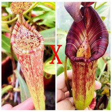 Nepenthes（Maxima x boschiana）x [(Rokko 'Exotica' x boschiana) x veitchii] x (lowii x zakriana)