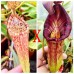 Nepenthes（Maxima x boschiana）x [(Rokko 'Exotica' x boschiana) x veitchii] x (lowii x zakriana)
