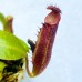 Nepenthes（Maxima x boschiana）x [(Rokko 'Exotica' x boschiana) x veitchii] x (lowii x zakriana)