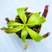 Nepenthes（Maxima x boschiana）x [(Rokko 'Exotica' x boschiana) x veitchii] x (lowii x zakriana)