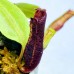 Nepenthes（Maxima x boschiana）x [(Rokko 'Exotica' x boschiana) x veitchii] x (lowii x zakriana)