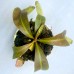 Nepenthes Veitchii Bario 