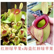 Nepenthes ampullaria  hot lips x（viking x ampullaria   hot lips ）