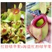 Nepenthes ampullaria  hot lips x（viking x ampullaria   hot lips ）