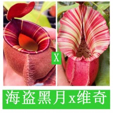 Nepenthes（viking x ampullaria  black miracle ） x veitchii candy dream