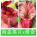 Nepenthes（viking x ampullaria  black miracle ） x veitchii candy dream