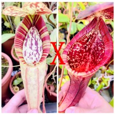 Nepenthes（viking x ampullaria  black miracle ） x (naga x bongso) x truncata - giant