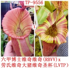 Nepenthes  [(Rokko ‘Exotica’ x boschiana) x veitchii H/L] x veitchii (m) x LVTP 