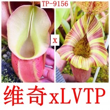 Nepenthes Veitchii xLVTP