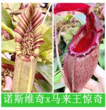 Nepenthes（Northiana x Veitchii ）x (Rajah x Mira) 