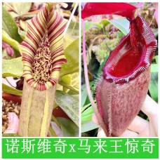 Nepenthes（Northiana x Veitchii ）x (Rajah x Mira) 
