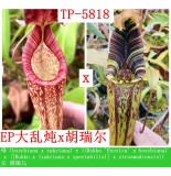 Nepenthes (boschiana x zakriana) x ((Rokko 'Exotica' x boschiana) x {[Rokko x (zakriana x spectabilis)] x xtrusmadiensis}) x Hurrelliana