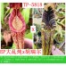 Nepenthes (boschiana x zakriana) x ((Rokko 'Exotica' x boschiana) x {[Rokko x (zakriana x spectabilis)] x xtrusmadiensis}) x Hurrelliana