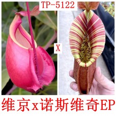 Nepenthes viking x （northiana x veitchii EP）