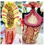 Nepenthes  Northiana x Gothica