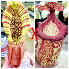 Nepenthes  Northiana x Gothica