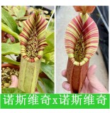 Nepenthes（Northiana x Veitchii lowland）x （Northiana x Veitchii EP）