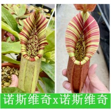 Nepenthes（Northiana x Veitchii lowland）x （Northiana x Veitchii EP）