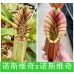 Nepenthes（Northiana x Veitchii lowland）x （Northiana x Veitchii EP）