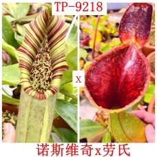 Nepenthes （Northiana x veitchii） x lowii