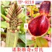 Nepenthes （Northiana x veitchii） x lowii