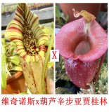Nepenthes （veitchii x northiana）x (ventricosa x sibuyanensis) x jacquelineae