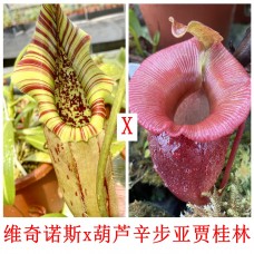 Nepenthes （veitchii x northiana）x (ventricosa x sibuyanensis) x jacquelineae