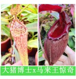 Nepenthes（Maxima x Boschiana）x  (rajah x mira)