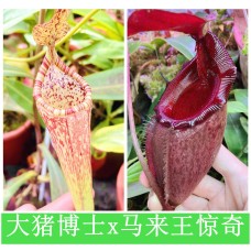 Nepenthes（Maxima x Boschiana）x  (rajah x mira)