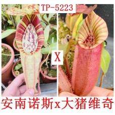 Nepenthes （andamana x northaina）x（maxima x veitchii）