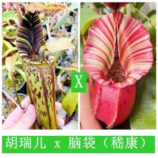 Nepenthes hurrelliana x veitchii candy dream 