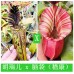 Nepenthes hurrelliana x veitchii candy dream 